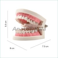 دندان انسان اندازه طبیعی