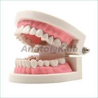 دندان انسان اندازه طبیعی