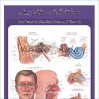 پوستر آموزشی ساختار آناتومی گوش، حلق و بینی