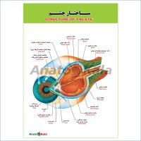 پوستر آموزشی ساختار آناتومی چشم